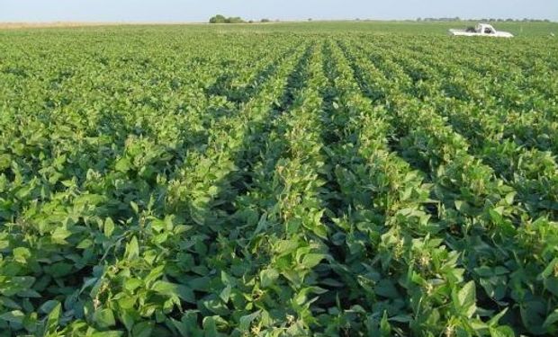 Se evaluaron los resultados esperados para el ciclo 2018/19 de soja, maíz, sorgo granífero y girasol en el área húmeda del sudeste de Cordoba.