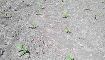 Siembra de maíz sigue demorada por suelos secos