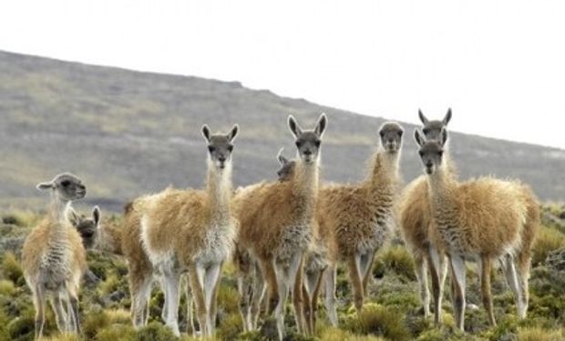 Diversificar la producción a partir de guanacos