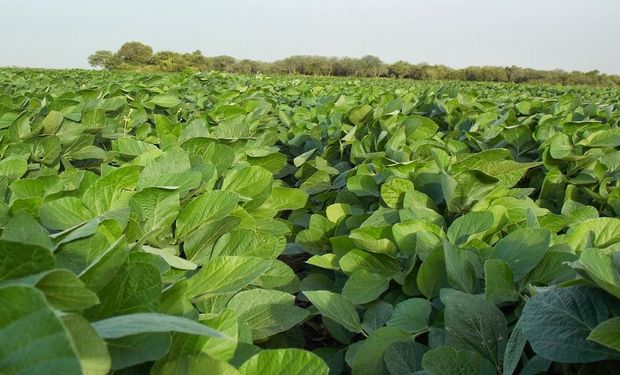 Cultivo de Súper Soja BT.