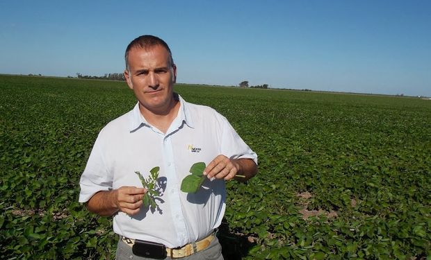 Rodrigo Bosch -gerente del Servicio Técnico de Nidera en el Norte de Córdoba y el NOA- muestra hojas de un testigo comercial atacado por insectos y de una Súper Soja BT.