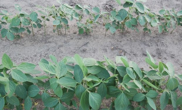 Arriba: Testigo comercial atacado por insectos. Abajo: Súper Soja BT sembrada en la misma fecha