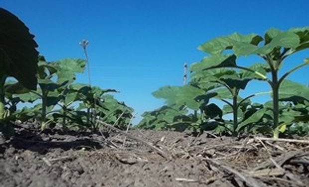 Reservas de humedad complicadas para girasol y maíz