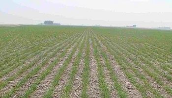 Noticias agrícolas del día