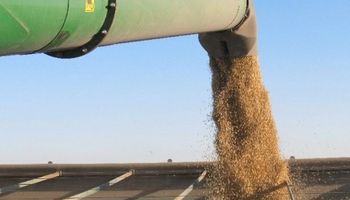 USDA: cuál es la expectativa del mercado de cara al reporte de septiembre