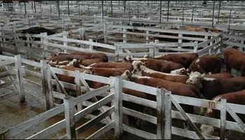 Nuevas mejoras y firmeza en los precios