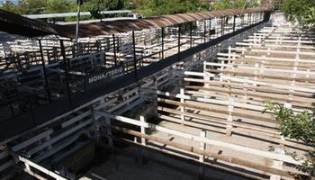 Sin actividad en los mercados ganaderos