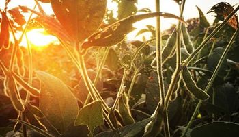 La soja cayó con fuerza en la previa al informe del USDA
