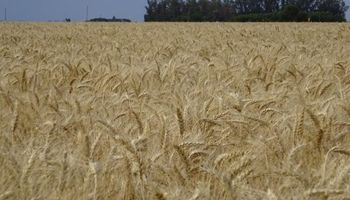 Complejo panorama para el trigo, golpeado por el combo de sequía, heladas y granizo