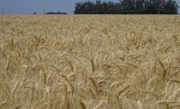 La falta de agua se agudiza en el momento en que el área atraviesa sus etapas más críticas. Es urgente la necesidad de lluvias.