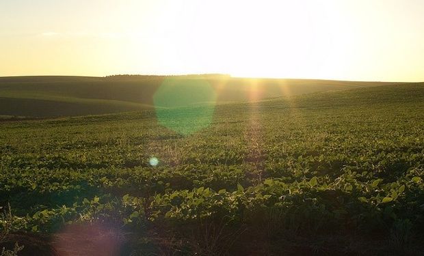 El área de siembra maicera, que prometía ser la más importante de todos los tiempos, ahora se tambalea en la cuerda floja.