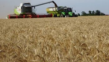 Trigo: en la zona núcleo habrá el mismo volumen que en el 2017