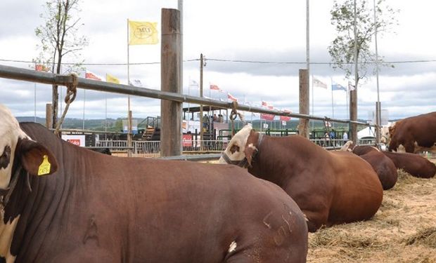 Comenzó La Ganadera de Misiones
