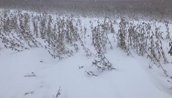 En imágenes: nieve en plena cosecha de soja en Estados Unidos