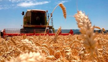 El 75% del trigo varía entre excelentes y muy buenas condiciones
