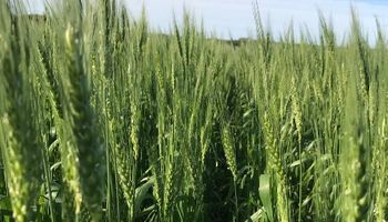 La llegada de lluvias sería un alivio para el trigo en el oeste