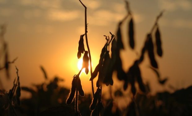 La Bolsa de Cereales de Córdoba destaca una tendencia estable para los principales commodities agrícolas.