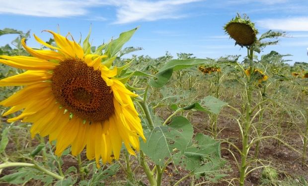 La lupa puesta en el Girasol