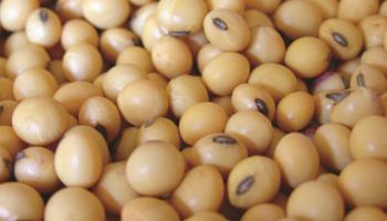 Agroindustria destacó la aprobación de la soja tolerante a sequía con control de malezas
