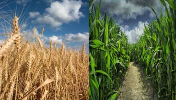 Noticias agrícolas del día