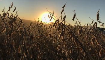 Clima más seco y pobres exportaciones: los factores que presionan a la soja