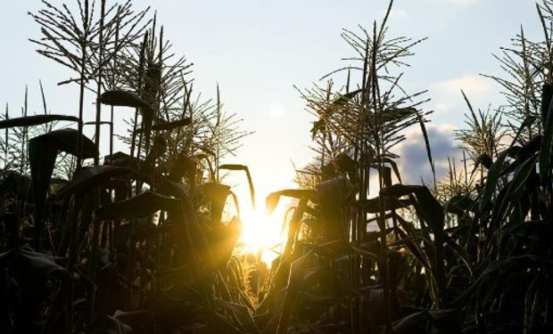 Impacto de la presión tributaria en la producción agrícola.