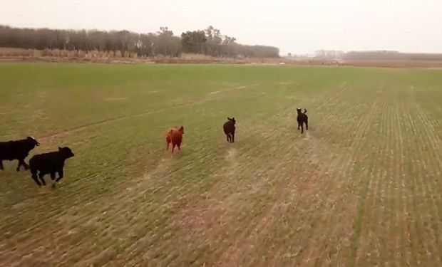 Video: vacas invaden un lote con trigo y el dueño las arrea con un drone