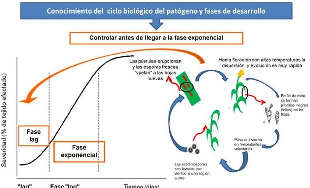 Esquema del ciclo biológico del patógeno. Fuente: INTA