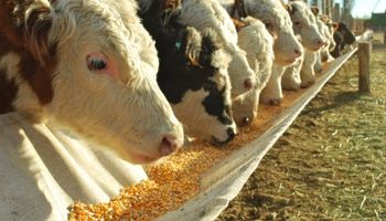 Agricultura, ganadería y lechería: cómo impacta la situación macroeconómica sobre el negocio