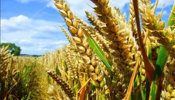 Hay que aprovechar los precios del trigo y evitar la baja de la soja