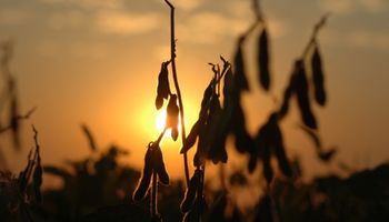 Segunda baja consecutiva para la soja en Chicago