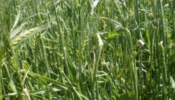 Heladas y granizo: cómo afectaron al trigo los diversos eventos climáticos