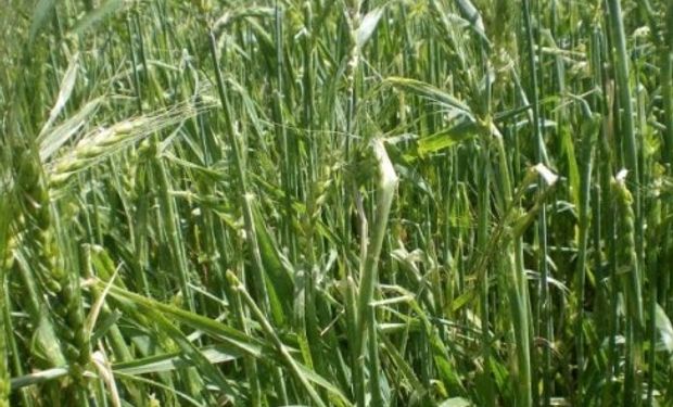 Se redujo en 300 mil toneladas la cosecha de trigo.