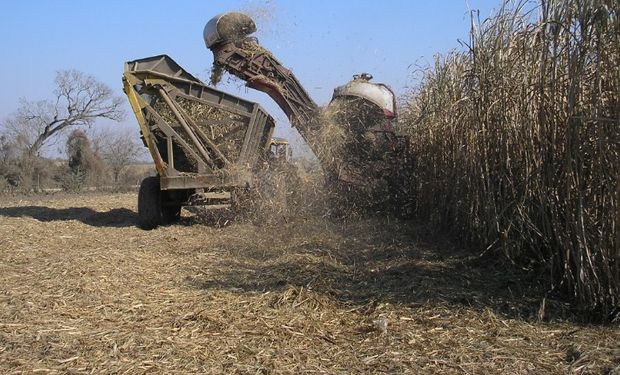 El proyecto apunta a incrementar el cultivo de la caña de azúcar.