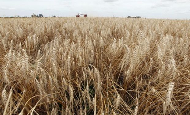 Pese a la caída generalizada del trigo en el mundo, inventarios ajustados y menores expectativas de producción limitan la baja en Argentina.