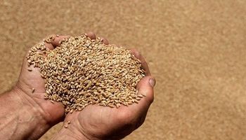 En apenas tres años se cuadruplicó la cantidad de destinos del trigo argentino