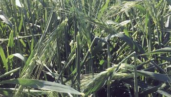 Por el granizo habrá 200 mil toneladas menos de trigo en la región núcleo