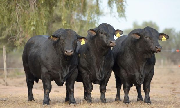 Recorrerá las provincias de Corrientes, Chaco, Formosa y Santa Fe, para mostrarle al mundo lo mejor del Brangus de nuestro país.