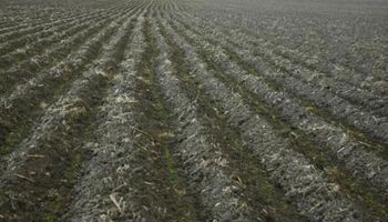 Por el frío, el arroz no nace