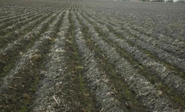 Por el frío, el arroz no nace