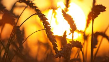 Trigo: se atrasa la siembra en Estados Unidos e impulsa a los precios