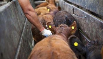 La ganadería argentina pierde $28.000 millones al año por problemas sanitarios