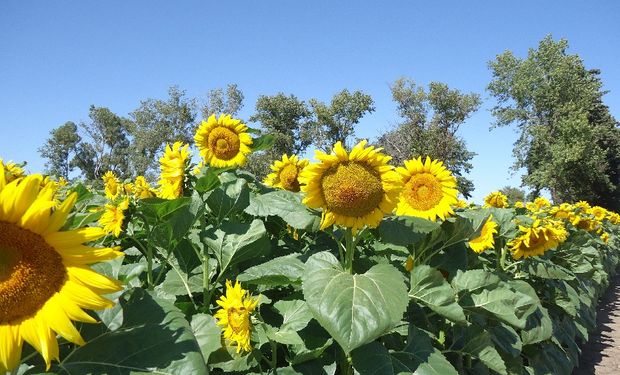 Destacan un contexto favorable para el girasol