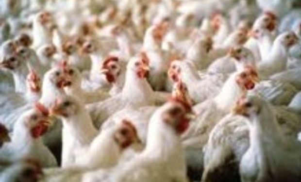 El sector avícola ya exporta por año u$s 40 millones en huevos y derivados