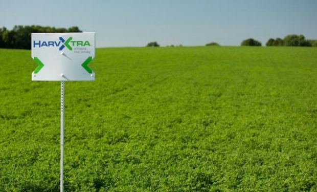 La alfalfa HarvXtra® saldrá al mercado en Argentina en el otoño de 2019.