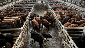 El clima condicionó los arribos en los mercados ganaderos