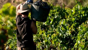 Trabajador rural y examen preocupacional: las obligaciones del empleador