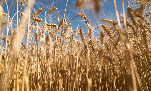 Durante la última semana lanzaron por tercer año consecutivo el "Análisis Gratuito de la Calidad de Trigo".