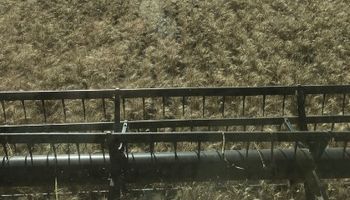 La cosecha de trigo en imágenes: se retoman las labores en Santa Fe
