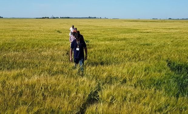 Resultados parciales de #Agrotour2018: destacan muy buenos cultivos en la región de influencia de la Bolsa de Cereales de Bahía Blanca.